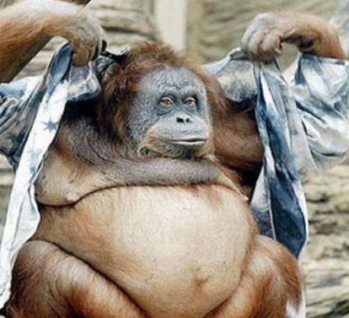 Funny pictures of fat monkeys